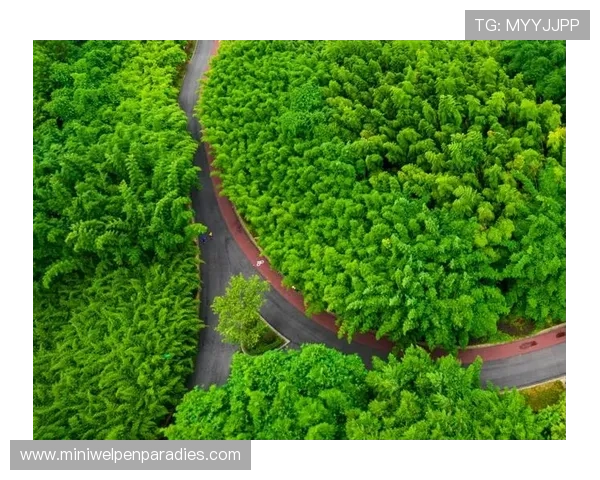 亚博官方积极响应国家政策推动绿色健康博彩发展战略